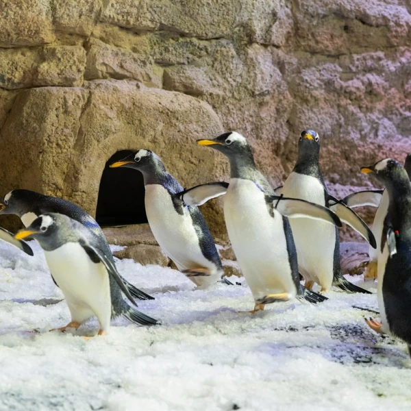 Dubai Family Fun Activities Dubai Aquarium & Underwater Zoo - Penguin Cove & Nursery Experience